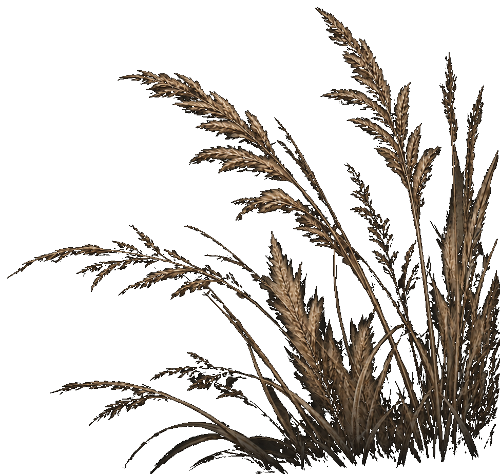 Decorative grass